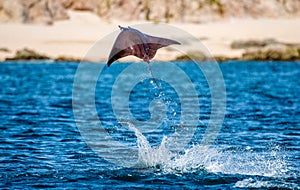 Mobula ray is jumping in the background of the beach of Cabo San Lucas. Mexico. Sea of Cortez.