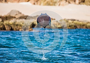 Mobula ray is jumping in the background of the beach of Cabo San Lucas. Mexico. Sea of Cortez.