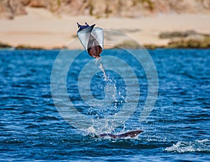 Mobula ray is jumping in the background of the beach of Cabo San Lucas. Mexico. Sea of Cortez.