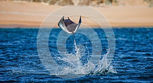 Mobula ray is jumping in the background of the beach of Cabo San Lucas. Mexico. Sea of Cortez.