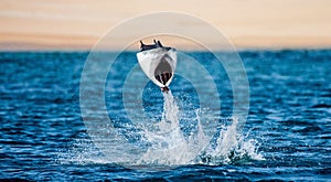 Mobula ray is jumping in the background of the beach of Cabo San Lucas. Mexico. Sea of Cortez.