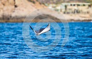 Mobula ray is jumping in the background of the beach of Cabo San Lucas. Mexico. Sea of Cortez.