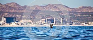 Mobula ray is jumping in the background of the city of Cabo San Lucas. Mexico. Sea of Cortez.