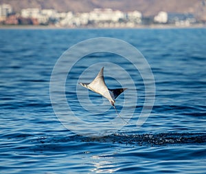 Mobula ray is jumping in the background of the city of Cabo San Lucas. Mexico. Sea of Cortez.