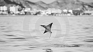 Mobula ray is jumping in the background of the city of Cabo San Lucas. Mexico. Sea of Cortez.