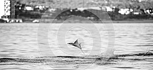 Mobula ray is jumping in the background of the city of Cabo San Lucas. Mexico. Sea of Cortez.