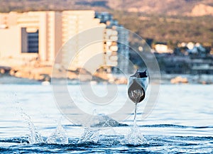 Mobula ray is jumping in the background of the city of Cabo San Lucas. Mexico. Sea of Cortez.