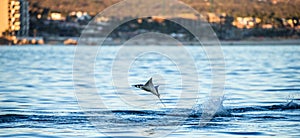Mobula ray is jumping in the background of the city of Cabo San Lucas. Mexico. Sea of Cortez.