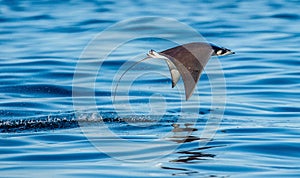 Mobula ray jumping out of the water.