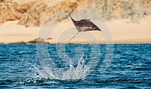 Mobula ray jumping out of the water.