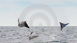 Mobula ray jumping out of the water.