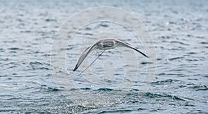 Mobula ray jumping out of the water. Front view. Mobula munkiana, known as the manta de monk, Munk`s devil ray, pygmy devil ray,