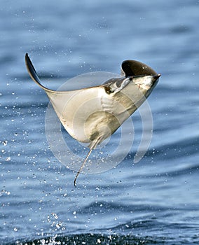 Mobula ray jumping out of the water. Mobula munkiana.