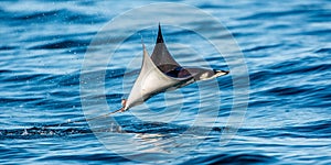 Mobula ray jumping out of the water. Mobula munkiana, known as the manta de monk, Munk`s devil ray, pygmy devil ray, smoothtail