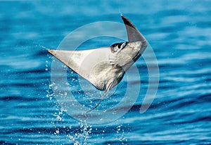 Mobula ray jumping out of the water. Mobula munkiana, known as the manta de monk, Munk`s devil ray, pygmy devil ray, smoothtail