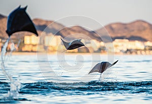 Mobula ray jumping out of the water. Mobula munkiana, known as the manta de monk, Munk`s devil ray, pygmy devil ray, smoothtail