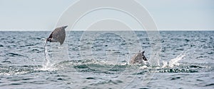 Mobula ray jumping out of the water. Mobula munkiana, known as the manta de monk, Munk`s devil ray, pygmy devil ray, smoothtail