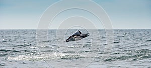 Mobula ray jumping out of the water. Mobula munkiana, known as the manta de monk, Munk`s devil ray, pygmy devil ray, smoothtail