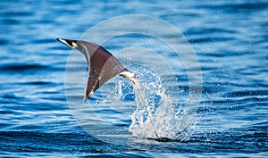 Mobula ray is jumps out of the water. Mexico. Sea of Cortez.