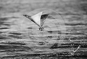 Mobula ray is jumps out of the water. Mexico. Sea of Cortez.