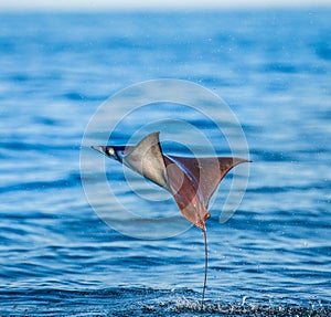 Mobula ray is jumps out of the water. Mexico. Sea of Cortez.