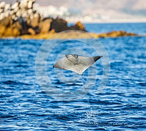 Mobula ray is jumps out of the water. Mexico. Sea of Cortez.