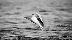 Mobula ray is jumps out of the water. Mexico. Sea of Cortez.