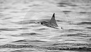 Mobula ray is jumps out of the water. Mexico. Sea of Cortez.