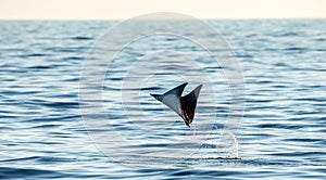 Mobula ray is jumps out of the water. Mexico. Sea of Cortez.