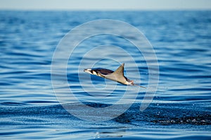 Mobula ray is jumps out of the water. Mexico. Sea of Cortez.