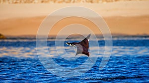 Mobula ray is jumps out of the water. Mexico. Sea of Cortez.