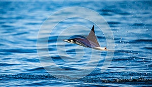 Mobula ray is jumps out of the water. Mexico. Sea of Cortez.