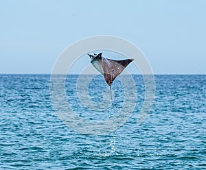 Mobula ray is jumps out of the water. Mexico. Sea of Cortez.