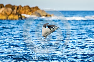 Mobula ray is jumps out of the water. Mexico. Sea of Cortez.