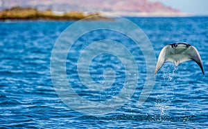 Mobula ray is jumps out of the water. Mexico. Sea of Cortez.