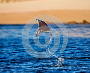 Mobula ray is jumps out of the water. Mexico. Sea of Cortez.