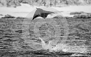 Mobula ray is jumps out of the water. Mexico. Sea of Cortez.