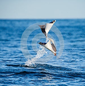 Mobula rays are jumps out of the water. Mexico. Sea of Cortez.