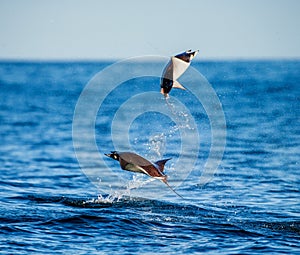 Mobula rays are jumps out of the water. Mexico. Sea of Cortez.