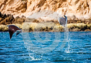 Mobula rays are jumps out of the water. Mexico. Sea of Cortez.