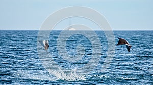 Mobula rays are jumps out of the water. Mexico. Sea of Cortez.