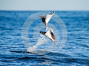 Mobula rays are jumps out of the water. Mexico. Sea of Cortez.