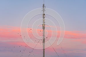 The Moby telephone tower is full of birds. Red sky photo