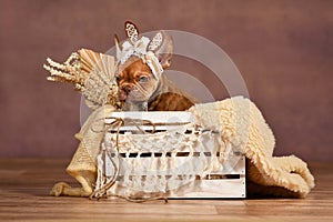 Mocca colored French Bulldog dog puppy with lace bunny ears in box photo