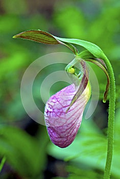 Moccasin Flower   6461