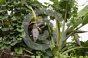 Mocha hanging from banana tree