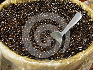 Mocha java coffee beans