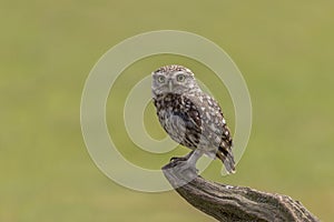 Mocho-galego, Little Owl Athene noctua photo