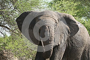 Mock charging elephant