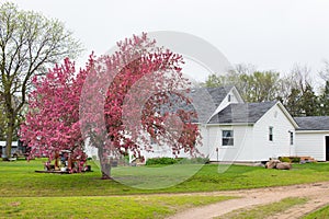 A Mock Crab Apple Tree Blooming next to a Farm House